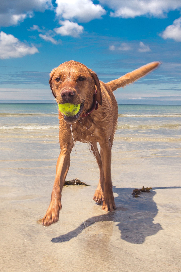 Dogs Welcome!