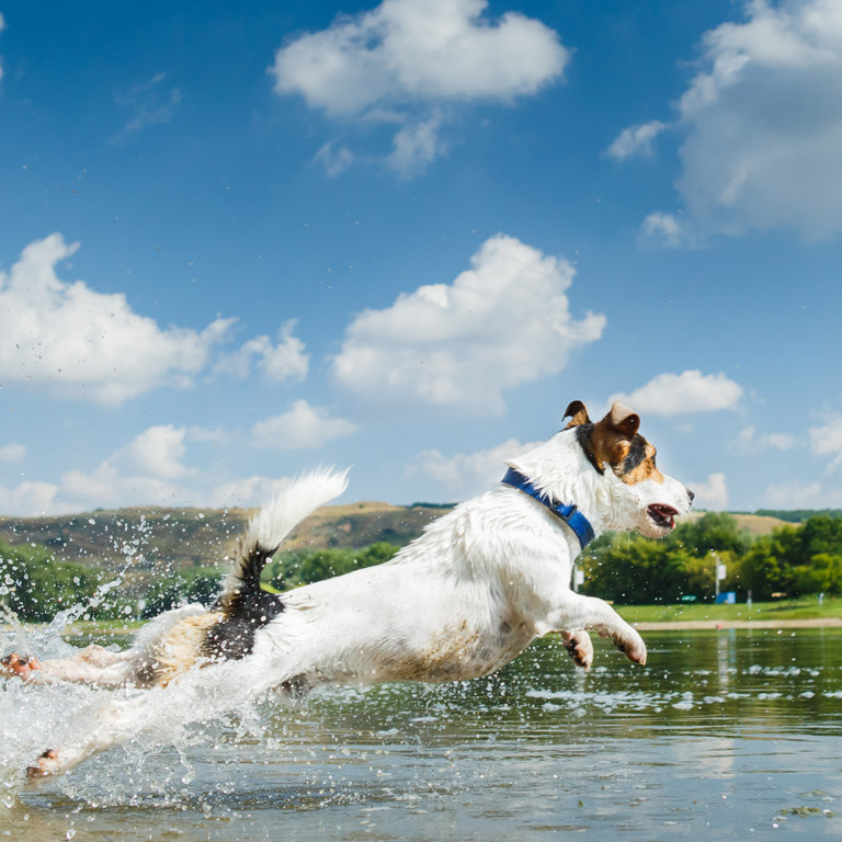 Dogs Welcome!
