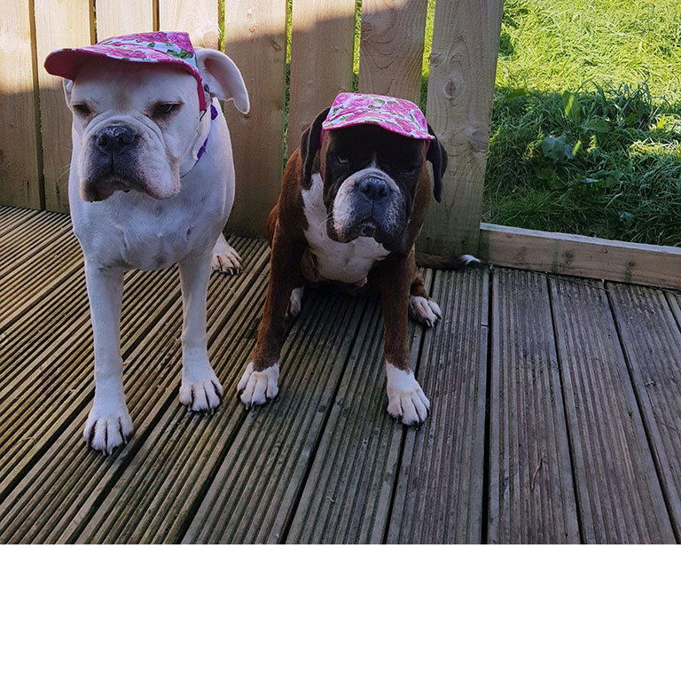 Up to 4 Dogs Welcome!